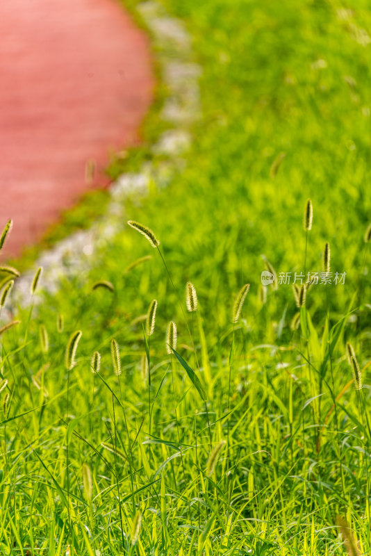 邹城中央公园城市绿植景观