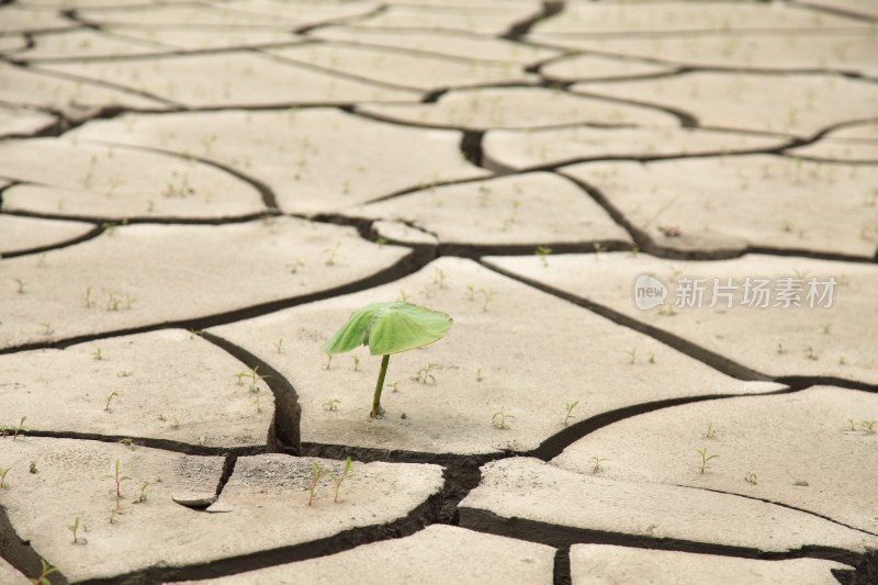 上海松江旱地