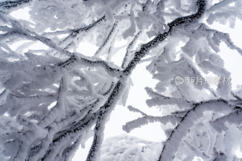 冬季大雪树木雾凇雪挂