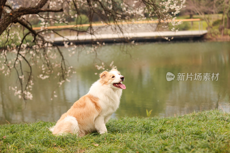 坐在湖边梅花树下的金色边境牧羊犬