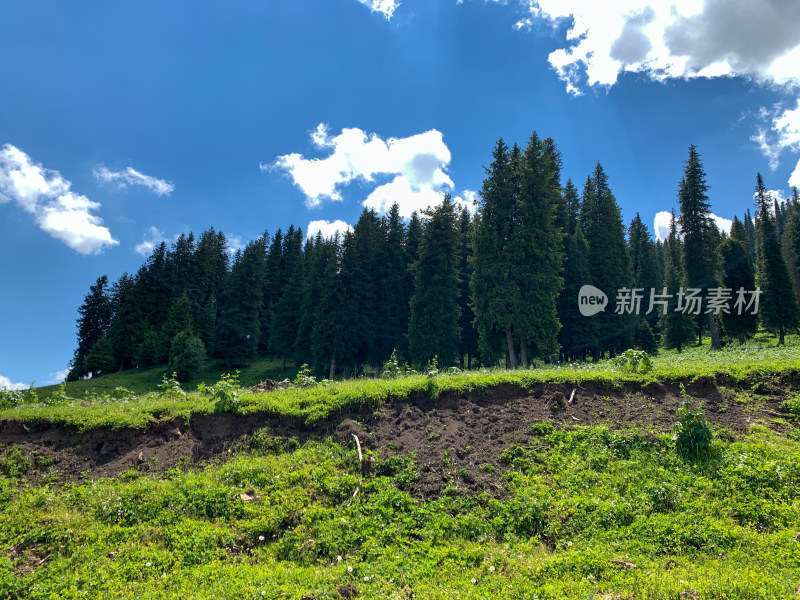 中国新疆伊犁那拉提草原夏季旅游风光