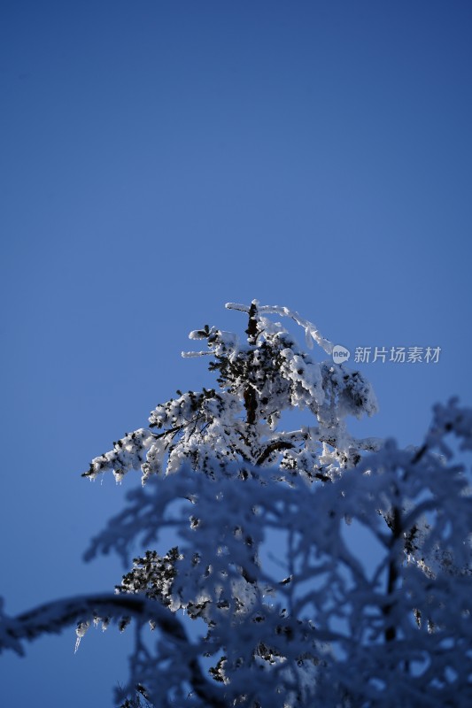 四川眉山瓦屋山景区冬日树枝上的冰雪