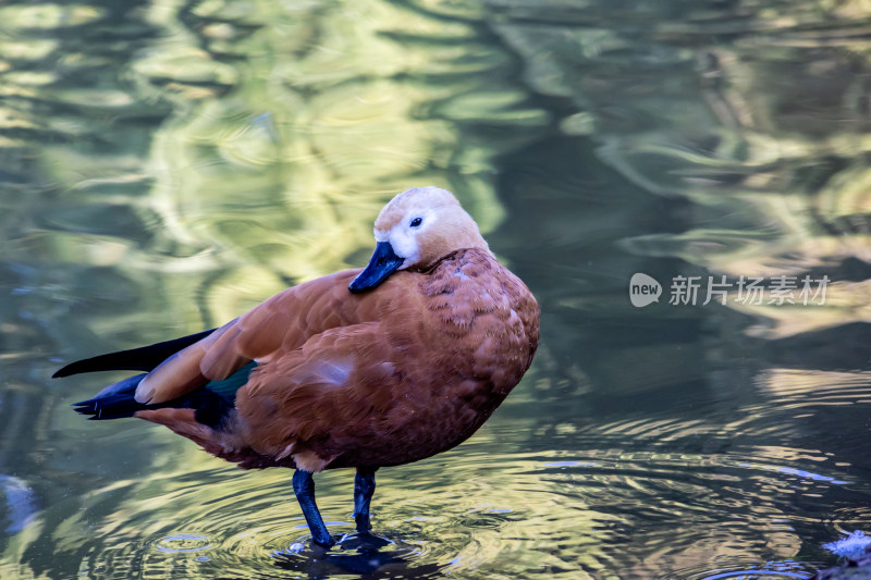 野鸭子水鸟栖息在平静的湖面上