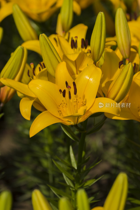 芬芳漂亮百合花