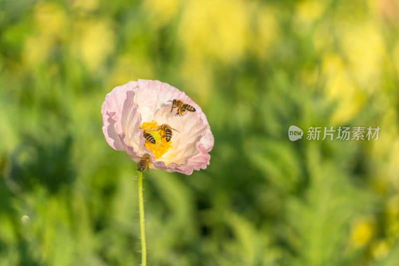 花朵特写与蜜蜂