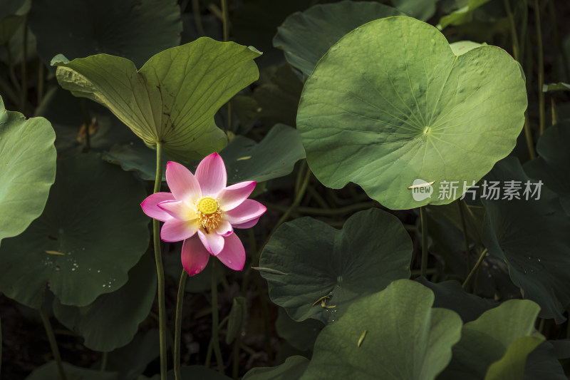 夏季公园荷塘荷叶丛中荷花特写