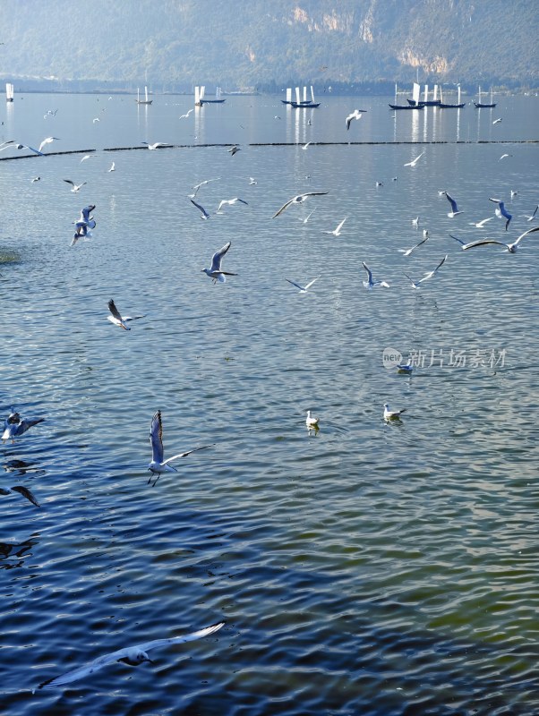 滇池海埂大坝海鸥