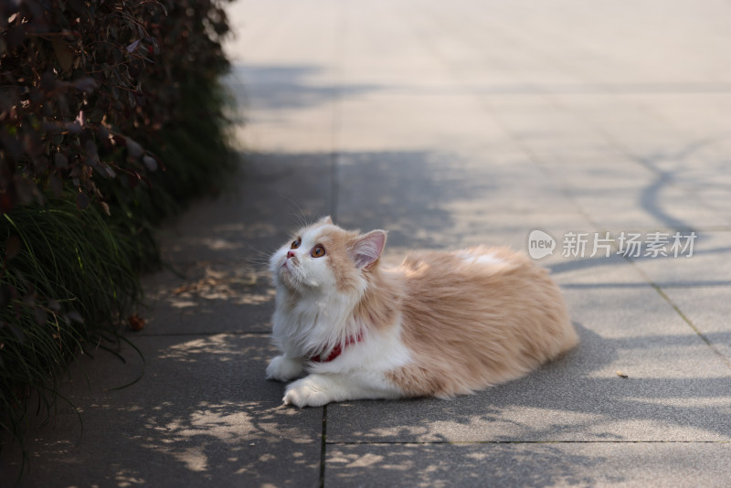 一只趴在地上的乳白英国长毛猫