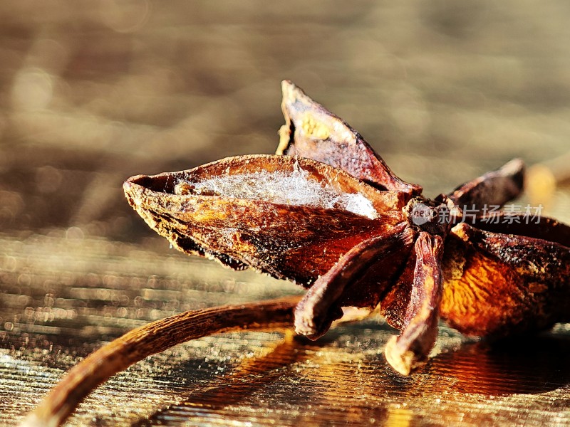 亮色背景下的干枯八角特写
