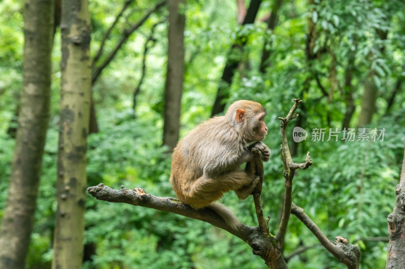 贵州贵阳黔灵山公园的猴子