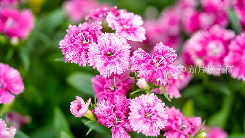 石竹花特写