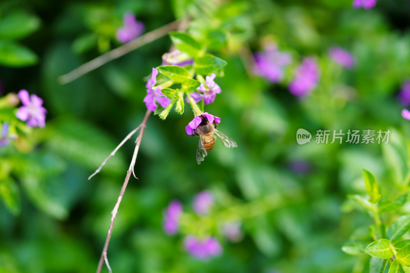 萼距花和蜜蜂采蜜