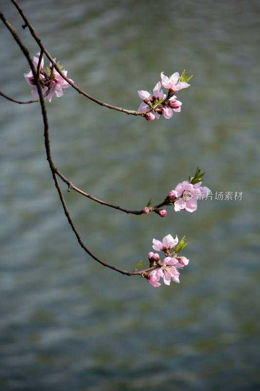 春天湖边湖面上绽放的粉红色桃花