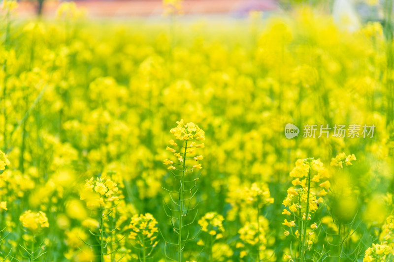 金黄油菜花田景观