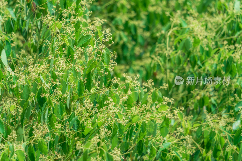 武汉洪山区湖滨公园风景