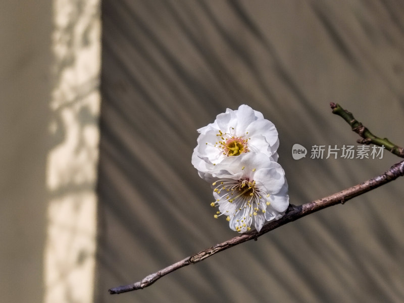 墙角一枝梅，凌寒独自开