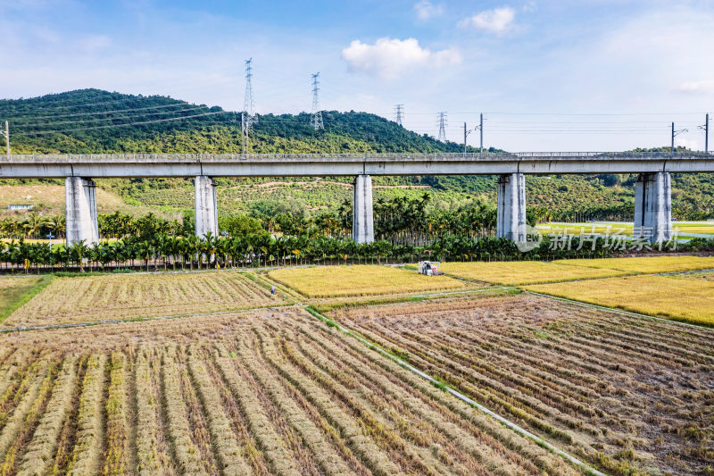 收割机在高铁道路下的稻田里收割水稻