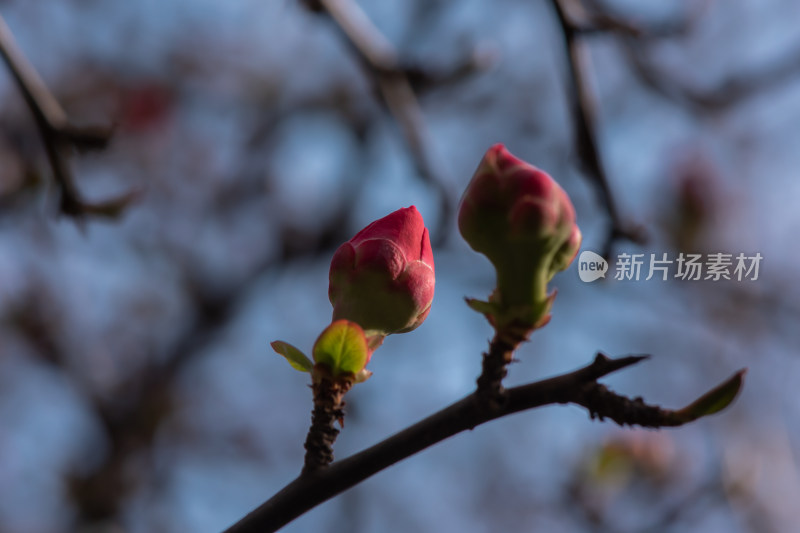 春暖花开春天花朵花蕾花苞生长