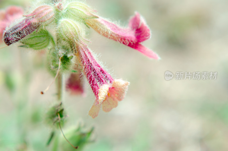 野生中药材地黄，带绒毛的花