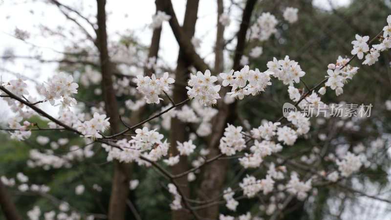 春天里, 花开终会是盛宴