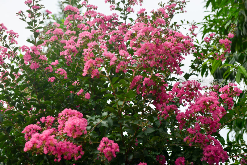 紫薇花卉花朵花蕊农村痒痒花痒痒树