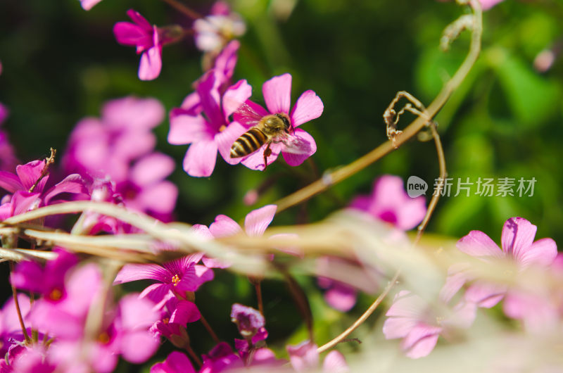 蜜蜂采蜜粉色花朵特写