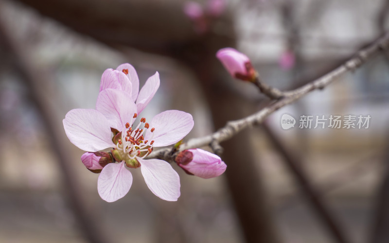 春日桃花特写