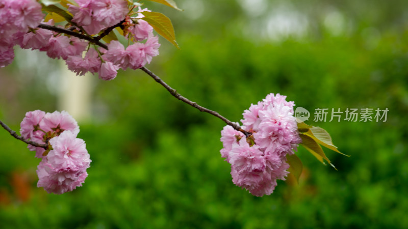 春季樱花素材