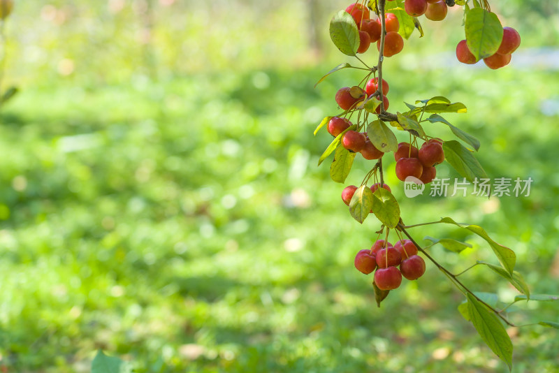 秋天果园里阳光红色海棠果水果收获丰收浆果