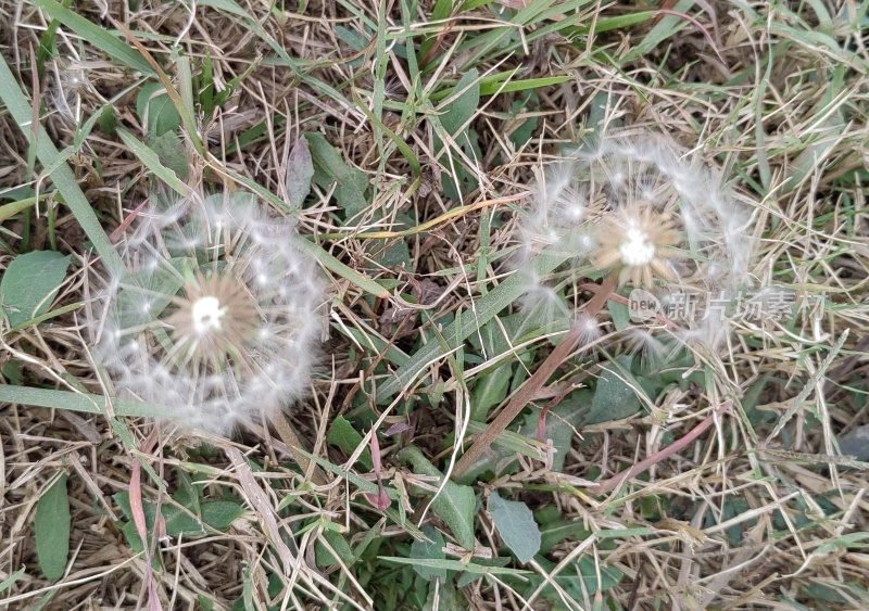 草丛中的两朵蒲公英