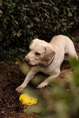 茶园里玩耍的拉布拉多寻回犬