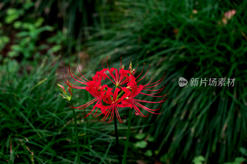 草丛中，盛开的彼岸花特写