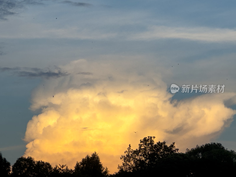 夕阳西下的天空衬托下树木的轮廓