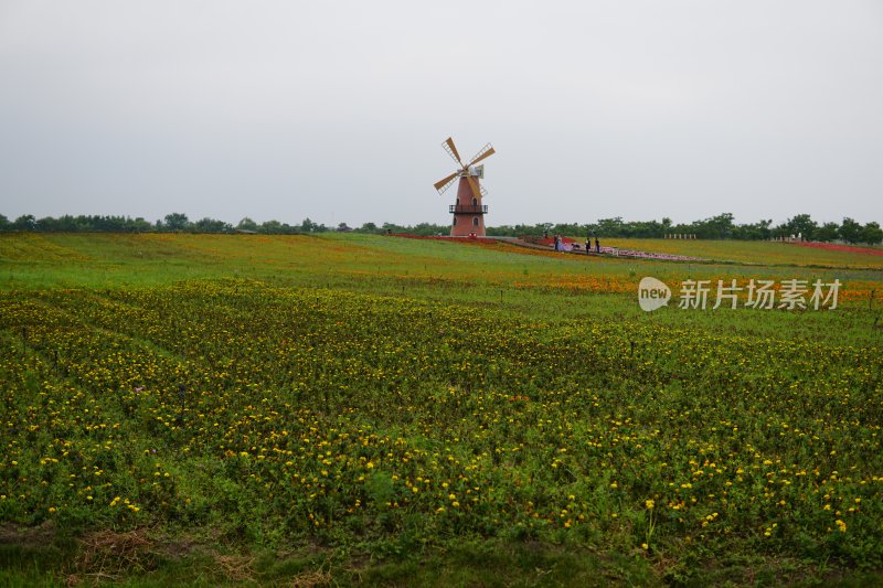 花草 微距摄影 城市风光