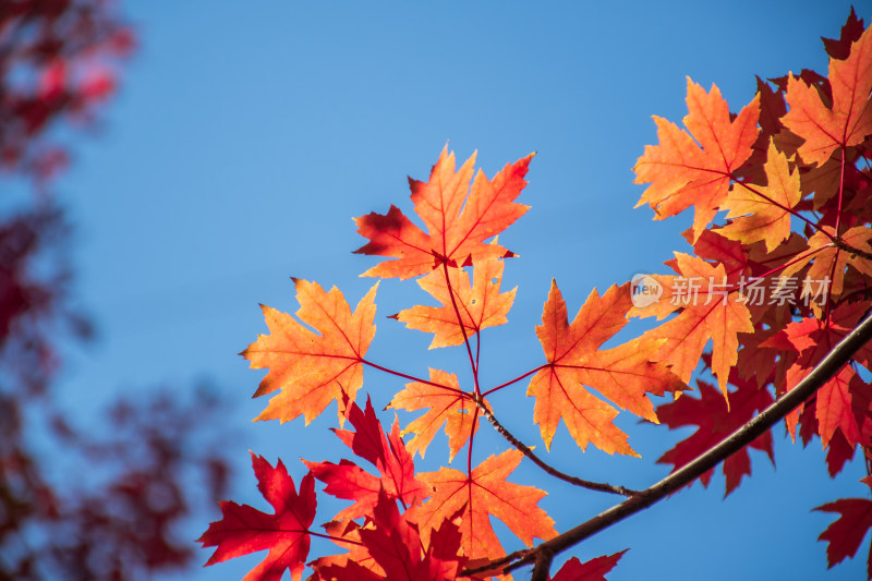 秋天霜降红叶枫树自然风景天空枫叶