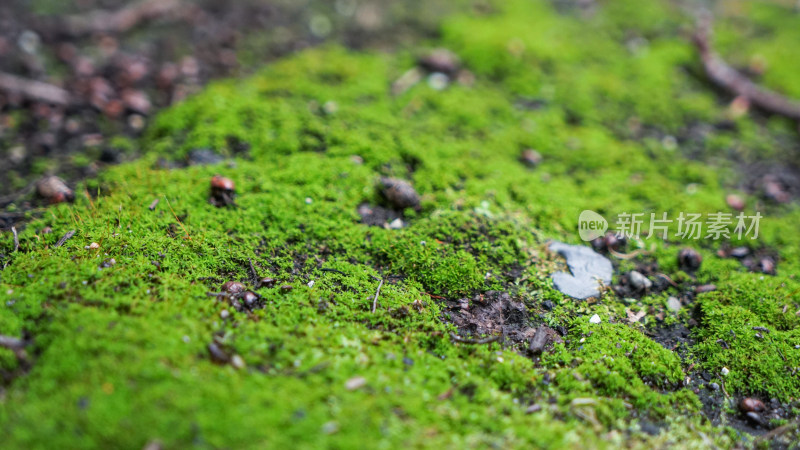 地面上的青苔苔藓