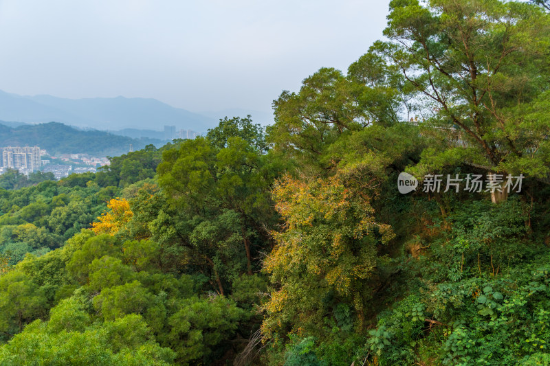 秋日山林