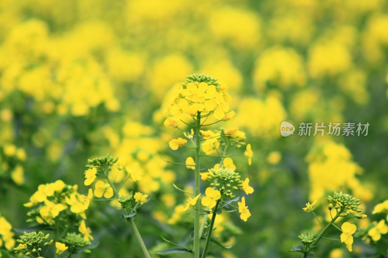 黄色油菜花