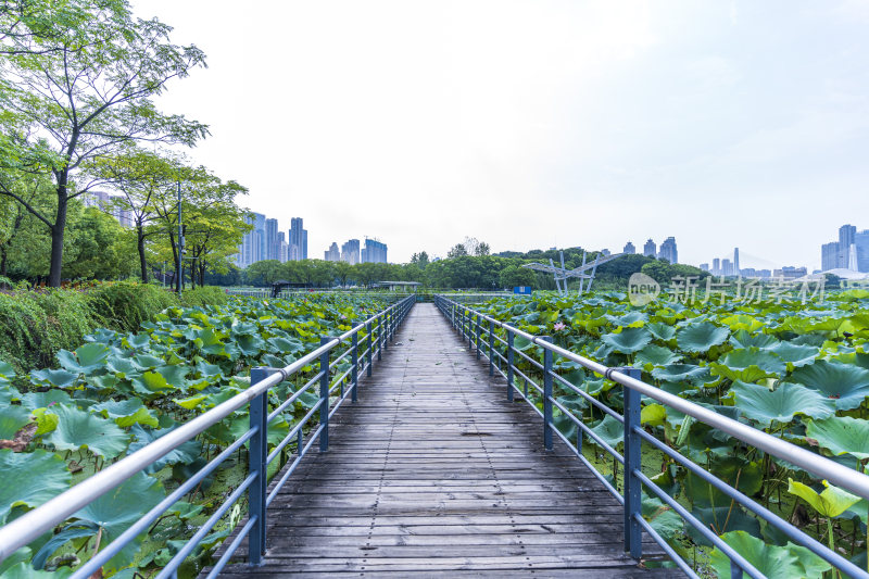 武汉汉阳月湖风景区风光