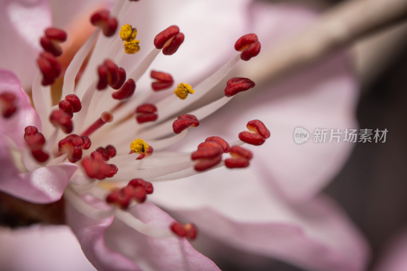 特写粉色花朵花蕊细节