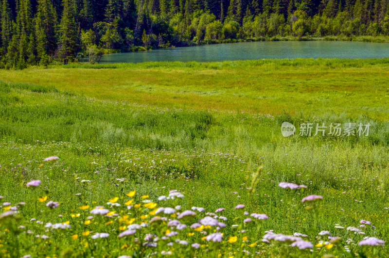 新疆阿勒泰喀纳斯河流森林草地