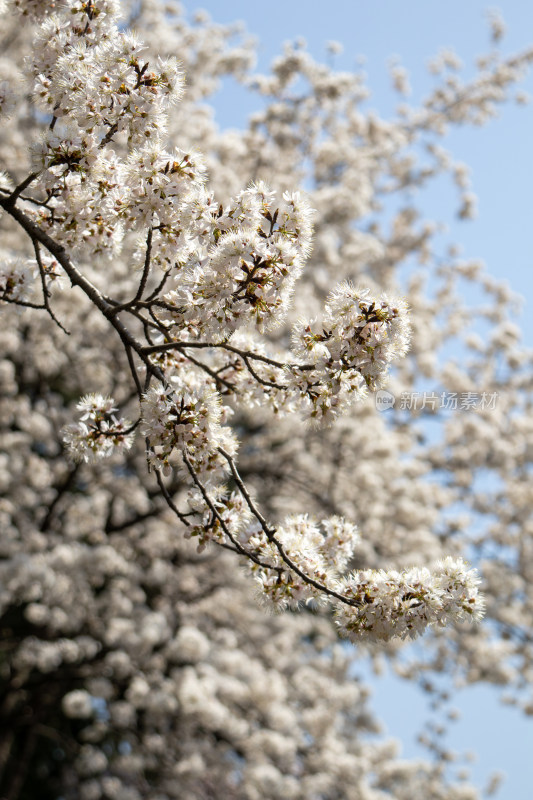 春天晴空下的白色樱花枝头绽放