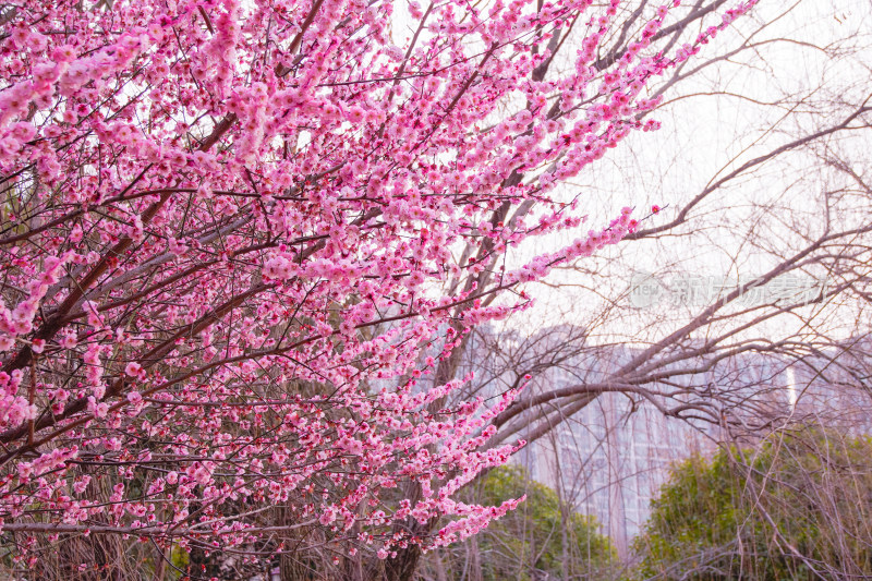 粉红梅花盛开