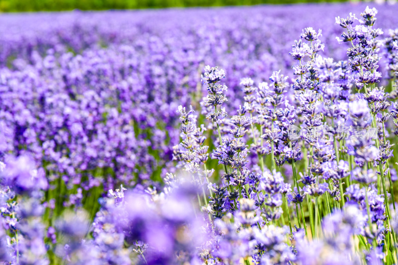 薰衣草花海