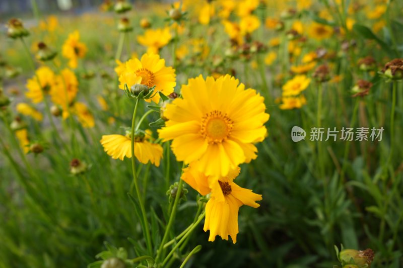 金鸡菊花朵