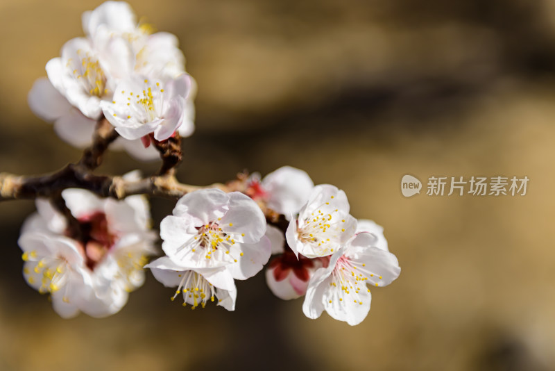 盛开杏树花枝