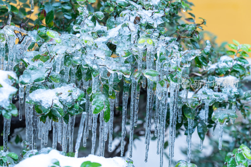 雪天植物上挂满冰锥