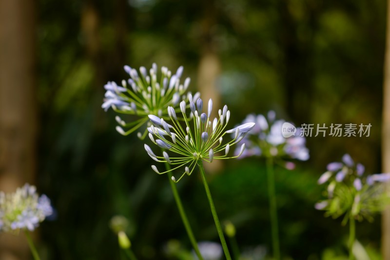 早花百子莲