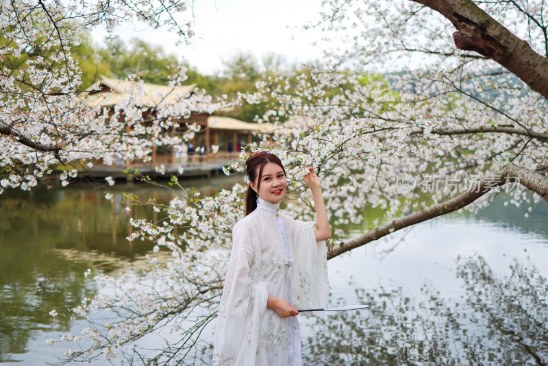 中国杭州西湖花港观鱼的樱花和穿汉服的美女