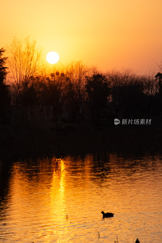 夕阳下湖面泛光一只鸭子游水的景色